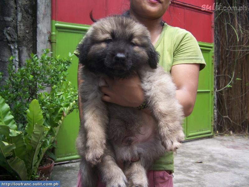 russian bear dog prices russian bear dog prices